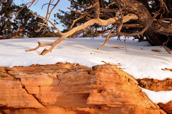 Canyonlands National Park Utah Tree Branch Snow Sandstone At Sunset