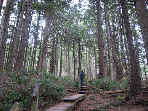 Cape Flattery Trail Makah Indian Reservation Olympic Peninsula Hiking Walking Wooden Boardwalk And Steps