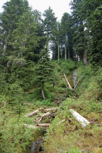 Trickle Waterfall Near Top Of Mt. Teneriffe