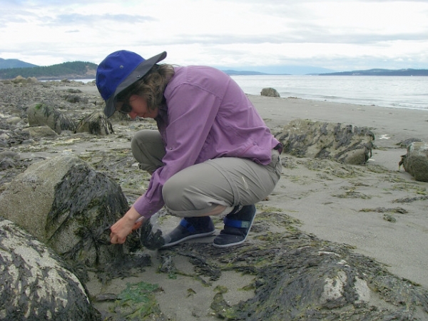 Seaweed Harvesting On Decatur Island Beach, San Juan Islands