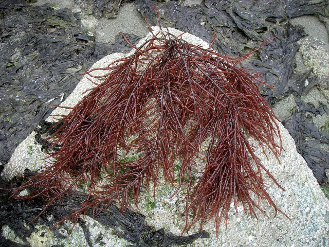 Seaweed On Beach Rock, Decatur Island