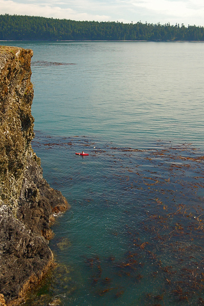 Deception Pass State Park Rosario Head With Kayaker In Kelp Beds Below Cliff