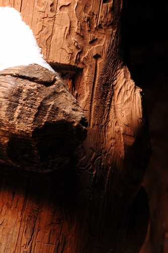 Edge Of The Cedars State Park Museum Reconstructed kiva Wooden Ladder Detail Showing Wood-Boring Beetle Egg Chamber Corridors