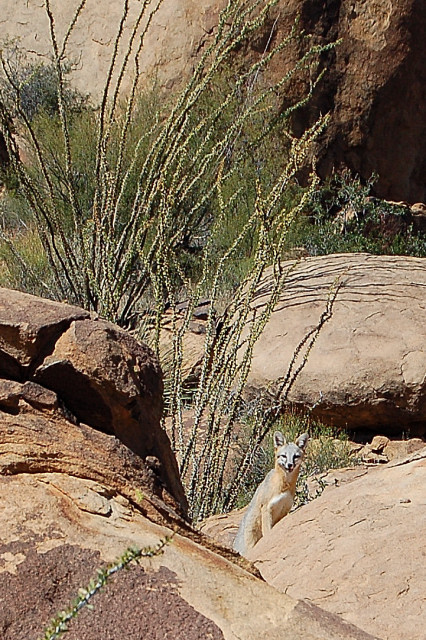 Fox In Grapevine Hills Of Big Bend National Park, Texas