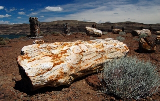 Gingko Petrified Forest