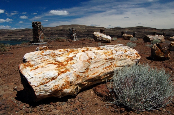 Gingko Petrified Forest