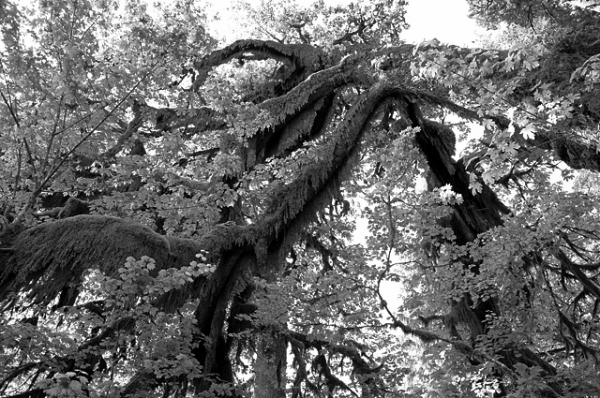 Hoh Rain Forest Hall Of Mosses Trail Olympic National Park Peninsula Moss Covered Tree Branches