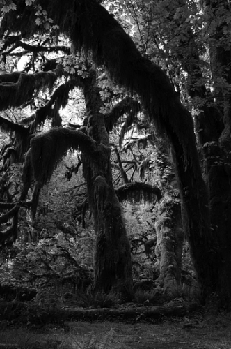 Hoh Rain Forest Hall Of Mosses Trail Olympic National Park Peninsula Trees