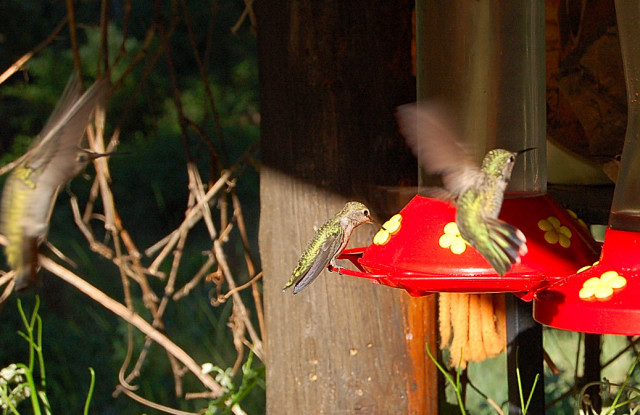Calaveras County California Hummingbirds At Feeder