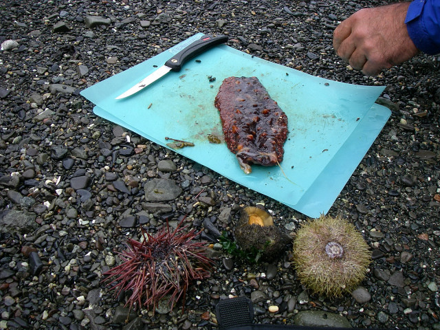 Eating Sea Cucumber And Sea Urchin On James Island State Park, San Juan Islands