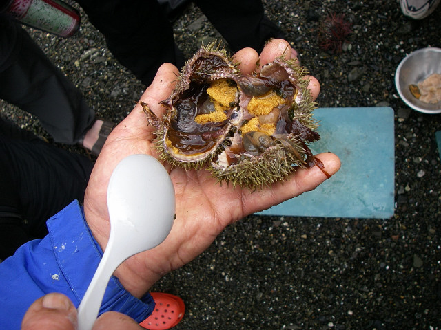Eating Raw Sea Urchin Eggs On James Island State Park, San Juan Islands