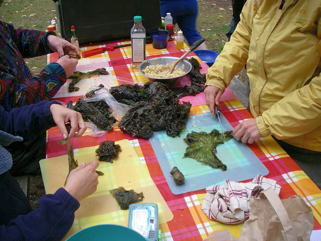 Preparing Seaweed To Eat At James Island State Park, San Juan Islands