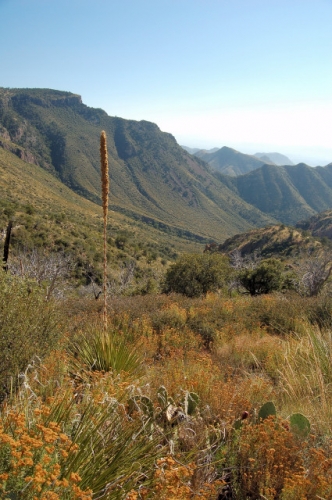 Laguna Meadow Trail From South Rim Back To Chisos Basin Of Big Bend National Park, Texas