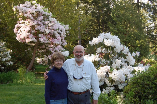 Rhododendrons In full Bloom At Meerkerk Gardens