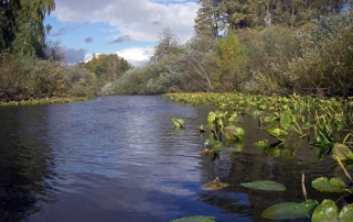 Mercer Slough Nature Park In Bellevue Kayaking Canoeing Through Lily Pads And Trees