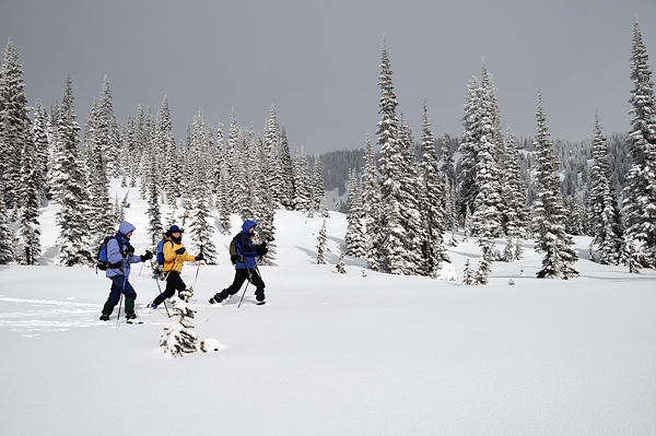 Mount Rainier National Park Narada Falls Trail Cross-Country Skiing Fresh Snow In Meadow