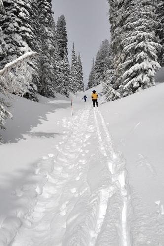 Mount Rainier National Park Narada Falls Trail Cross-Country Skiing Snow