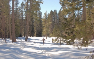 Lava Loop Trail Mt Adams Gifford Pinchot National Forest Cross-Country Skiing