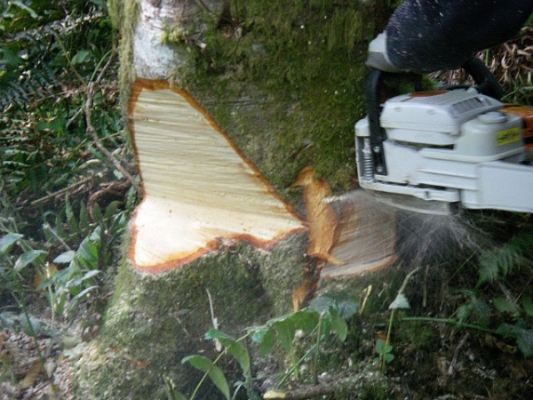Central Bore Cut Or Punch Cut Behind The Hinge In Game Of Logging Tree Felling Yarding Bucking Chainsaw Safety Course In Oakville