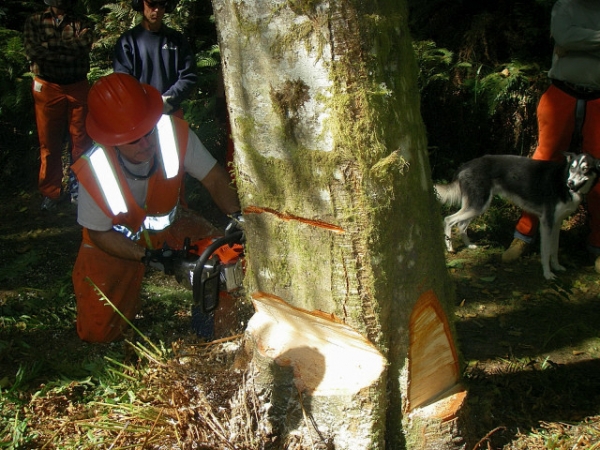 Bore Cut Punch Cut With Side Cut In Game Of Logging Tree Felling Yarding Bucking Chainsaw Safety Course In Oakville