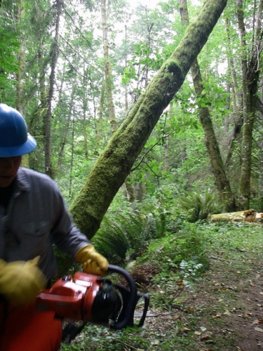 Escape From A Falling Tree In Game Of Logging Tree Felling Yarding Bucking Chainsaw Safety Course In Oakville