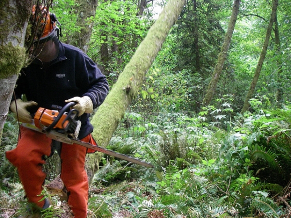 Escape Route From Falling Tree In Game Of Logging Tree Felling Yarding Bucking Chainsaw Safety Course In Oakville