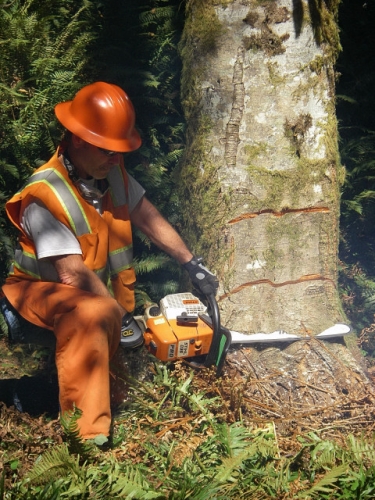 Cutting Upwards To Complete Lower Portion Of Open Face Cut In Game Of Logging Tree Felling Yarding Bucking Chainsaw Safety Course In Oakville