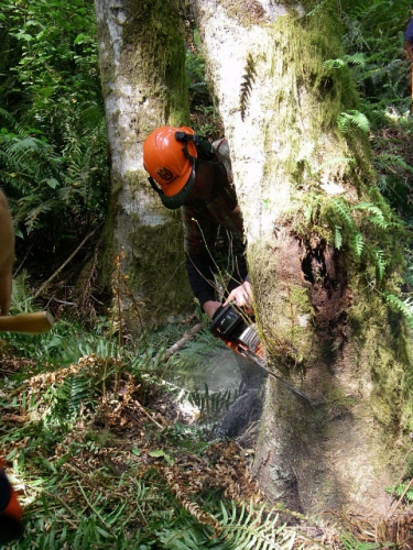 Starting The Open Face Cut In Game Of Logging Tree Felling Yarding Bucking Chainsaw Safety Course In Oakville