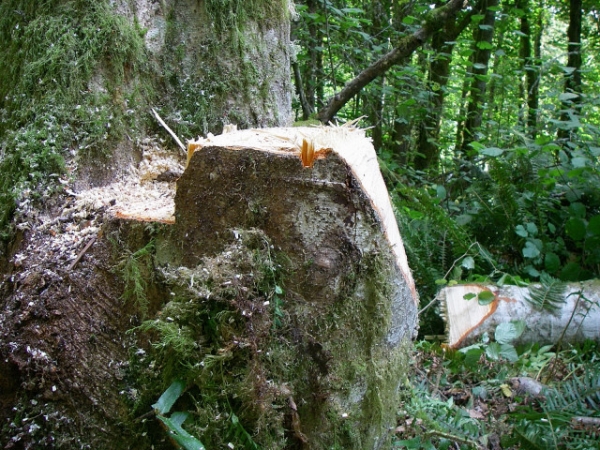 Side View Cross Section Of A Cut Tree Stump In Game Of Logging Tree Felling Yarding Bucking Chainsaw Safety Course In Oakville