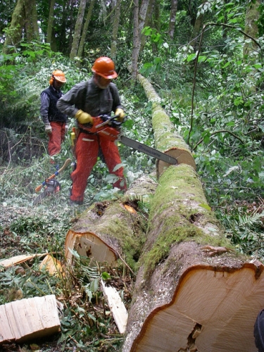 Cutting Log On Ground In Game Of Logging Tree Felling Yarding Bucking Chainsaw Safety Course In Oakville