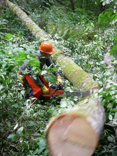 Log Being Cut On Ground Under High Tension In Game Of Logging Tree Felling Yarding Bucking Chainsaw Safety Course In Oakville