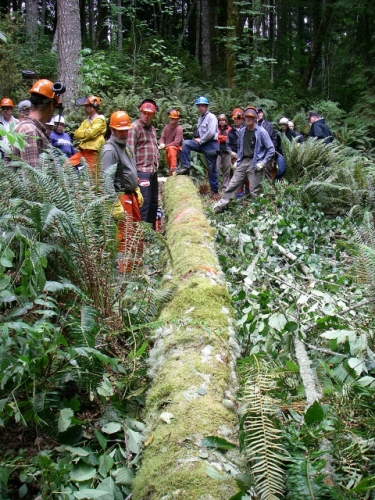 Evaluating Log On Ground In Game Of Logging Tree Felling Yarding Bucking Chainsaw Safety Course In Oakville