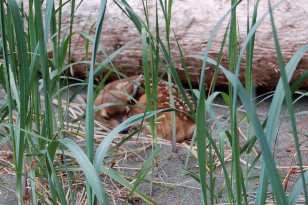 Baby Deer Fawn On Remote Portage Head Beach By The Pacific Ocean, Olympic Peninsula, Makah Indian Reservation