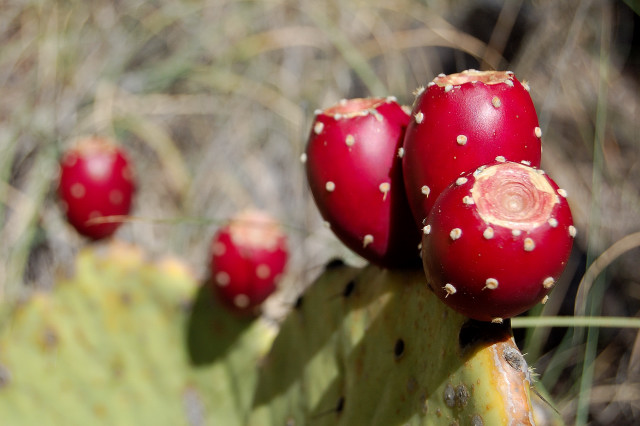 Prickly Pear Cactus Fruits In Big Bend National Park, Texas