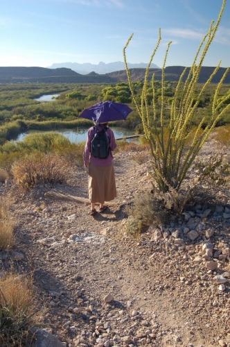 Rio Grande Village Nature Trail In Big Bend National Park, Texas