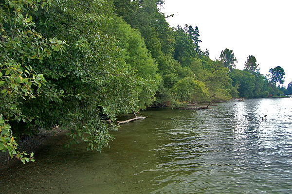 Saint Edward State Park Kenmore Lake Washington Shoreline Trees