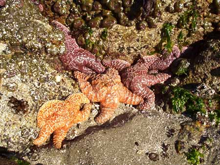 Sea Stars Starfish And Sea Anemones, Barkley Sound, Vancouver Island, British Columbia, Canada