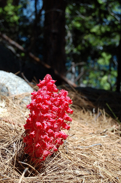 Snow Flower On Rubicon Trail In Emerald Bay State Park By Lake Tahoe