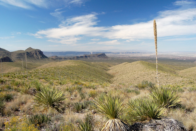 Sotol Vista In Big Bend National Park, Texas.  The Cut Forming The Mouth/Exit Of Santa Elena Canyon Can Be Seen In The Middle Of The Distant Plateau.