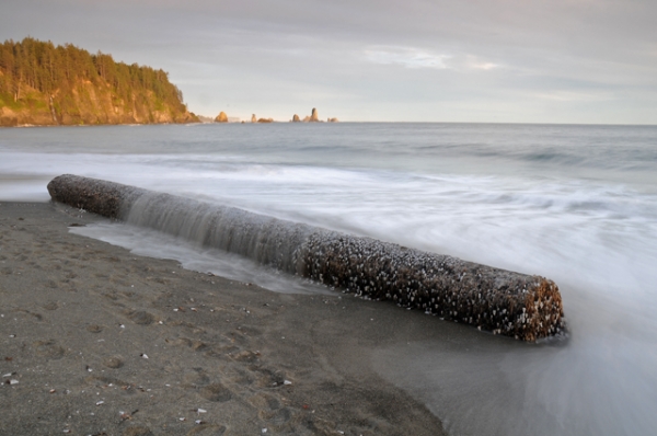 Third Beach La Push Olympic National Park Olympic Peninsula Barnacle Seaweed Log Driftwood Waves Pacific Ocean Seastacks Waterfall