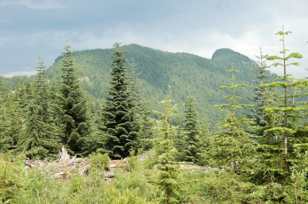 View Of Mt Teneriffe On The Way Up The Trail And Ridges