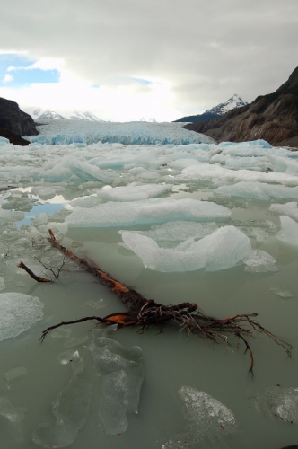 Tree Among Iceberg On Lago Grey / Lake In Front Of Glaciar Grey / Glacier In Parque Nacional Torres Del Paine / National Park, Chile