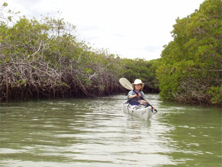 Karen Kayaking Among Mangroves On Isla Espiritu Santo, Sea Of Cortez, Mexico