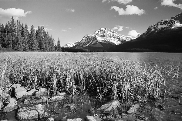 Waterfowl Lake In Banff National Park Of Alberta Canada Shore Grasses With Mountains