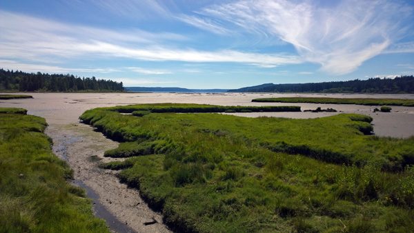 Theler Wetlands South Tidal Marsh Trail view to Hood Canal in Belfair