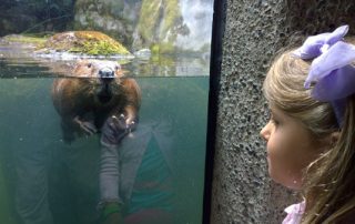 Northwest Trek face to face with beaver