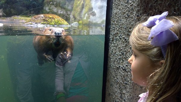 Northwest Trek face to face with beaver