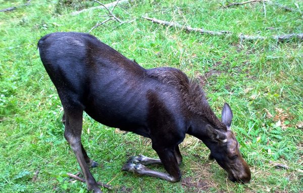 Northwest Trek moose eating grass