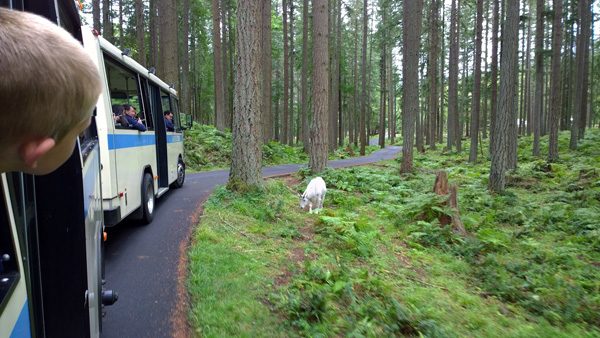 Northwest Trek tour bus tram by big horn sheep in forest