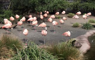 Seattle Woodland Park Zoo flamingos